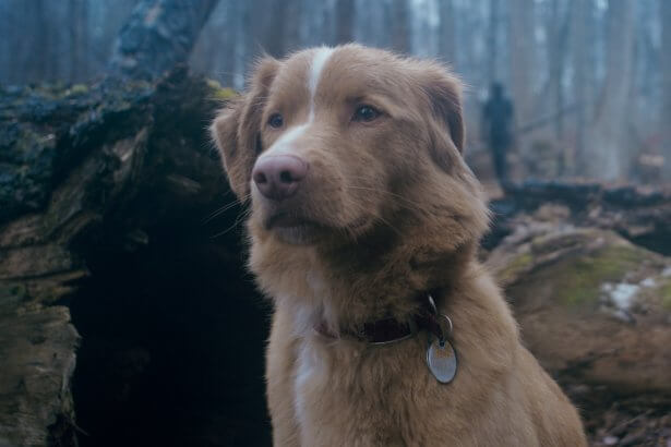 Horrorfilm egy kutya szemszögéből: új előzetest kapott a Good Boy 14 Good Boy